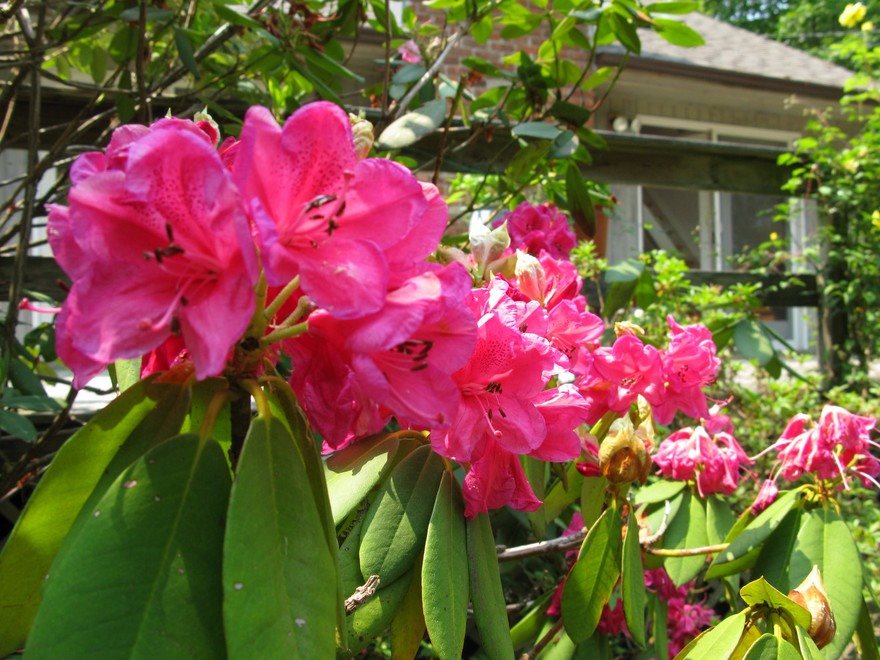 New York City Real Estate | View  | Summer bursts with colorful rhododendron + roses along the front porch deck | View 13